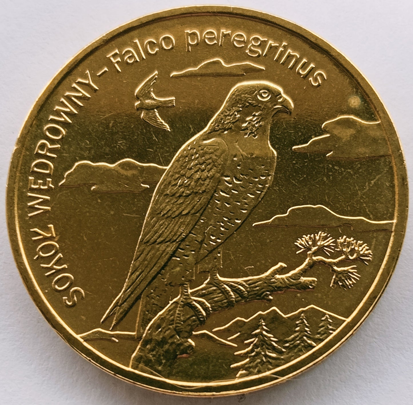 2 zł 2008 - Zwierzęta świata: Sokół wędrowny (łac. Falco peregrinus)